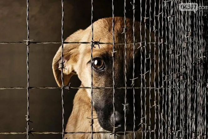 Боротьба з жорстокістю по відношенню до тварин: Рекомендації юристів (Фото: google)