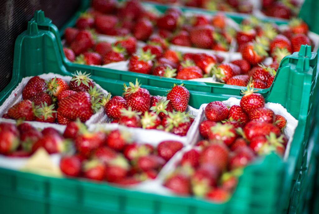 Травневий урожай полуниці: Де шукати найсмачніші ягоди і як визначити українську (Фото: google)